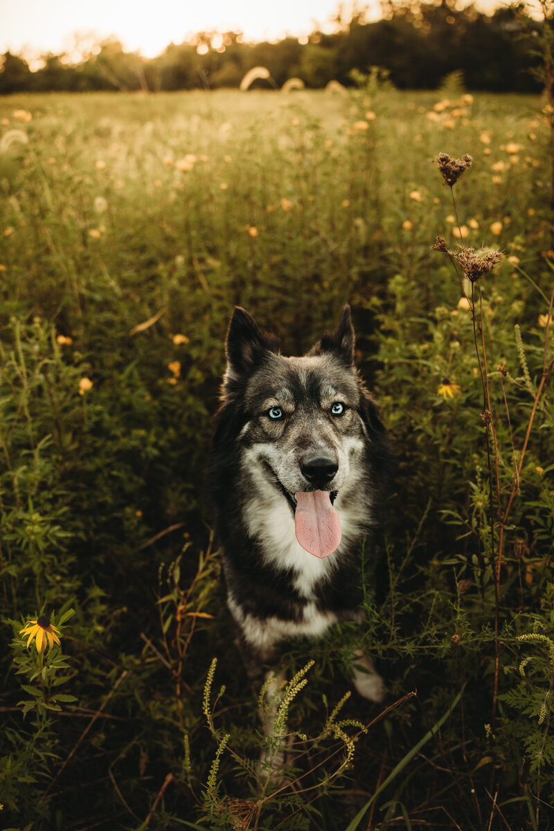 A black and white husky sits in a yellow flower field while smiling up at the camera.