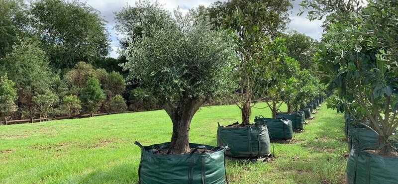 Olive Tree - 'FRANTOIO' - Go Green Nurseries