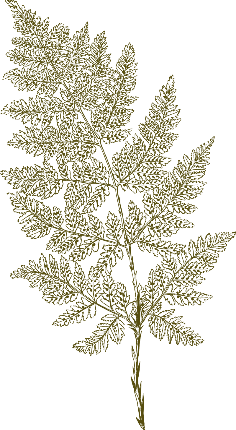 fern illustration