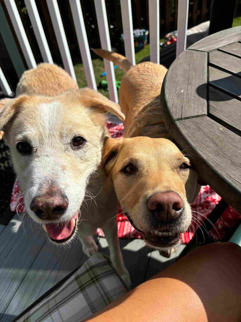 pet sitter norfolk
