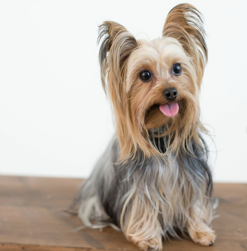 A yorkie puppy looks forward with their tongue out.