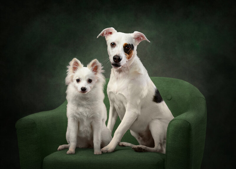 Dog portraits