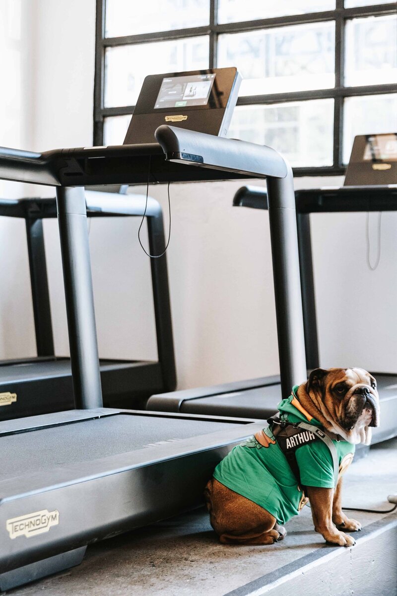 Bulldog by Treadmills in Melbourne Gym: An adorable bulldog wearing a green outfit, sitting beside Technogym treadmills in a bright and airy fitness space.