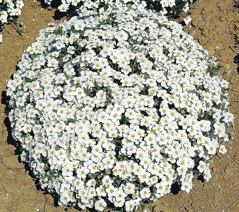 arenaria-montana--b4501-2