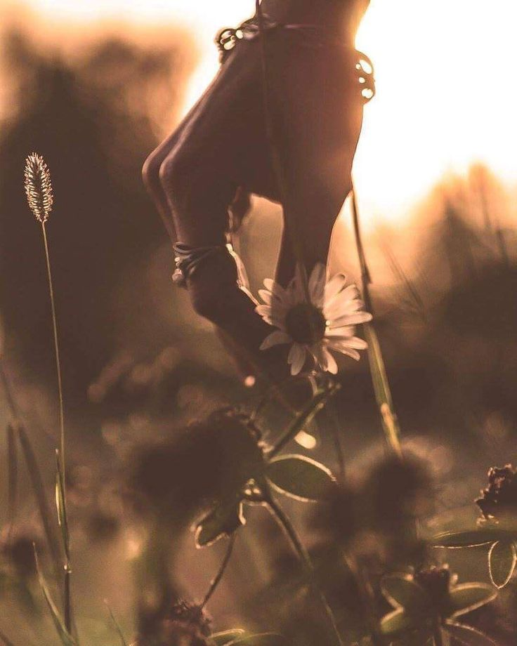 cueillir-fleur-soleil-nature-mains