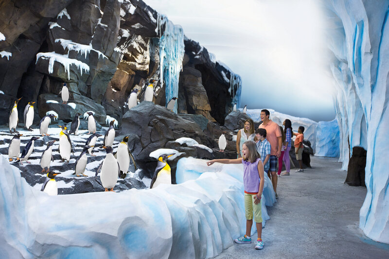 SeaWorld Orlando Antarctica Penguin Habitat