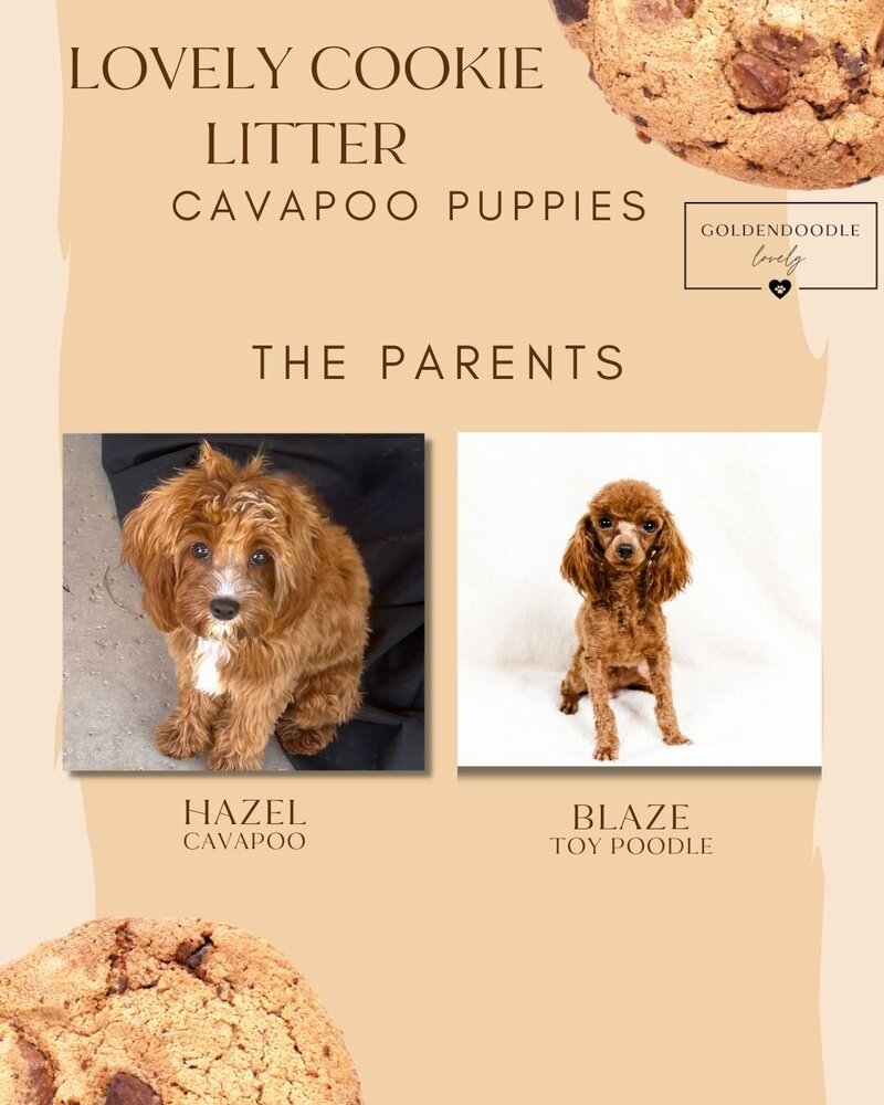Cookie - Parents