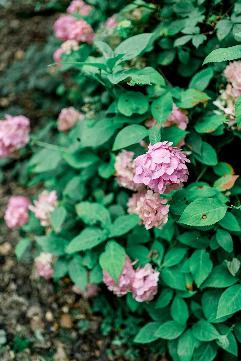 Romantic Rose Garden at Rosewood Miramar Beach Wedding