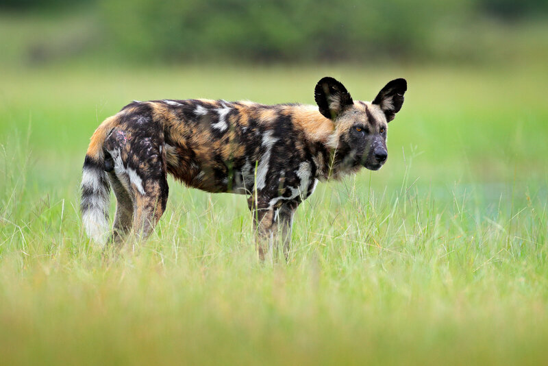 African Wild Dog © Ondrej Prosicky-shutterstock_1180516612