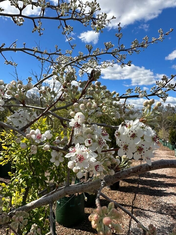 Pyrus nivalis - Ornamental Snow Pear - Mature Trees Sydney