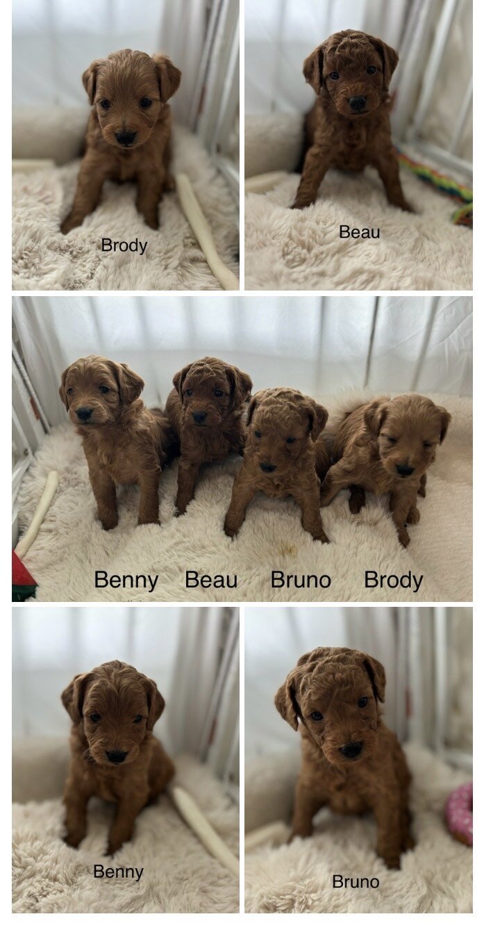Petit and Mini goldendoodle male puppies for sale. Adult sizes will be 12-20# . Wavy and curly coated. 4 weeks old.