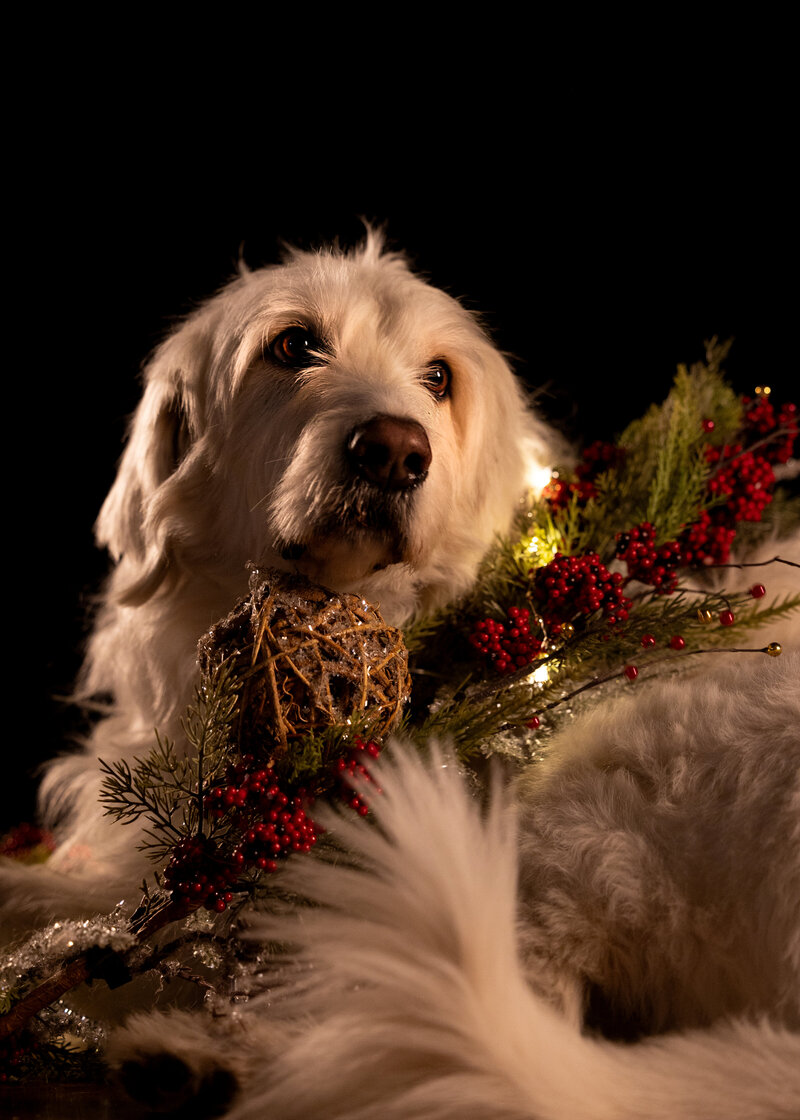 20241202-20241202-SMB_5563 copy