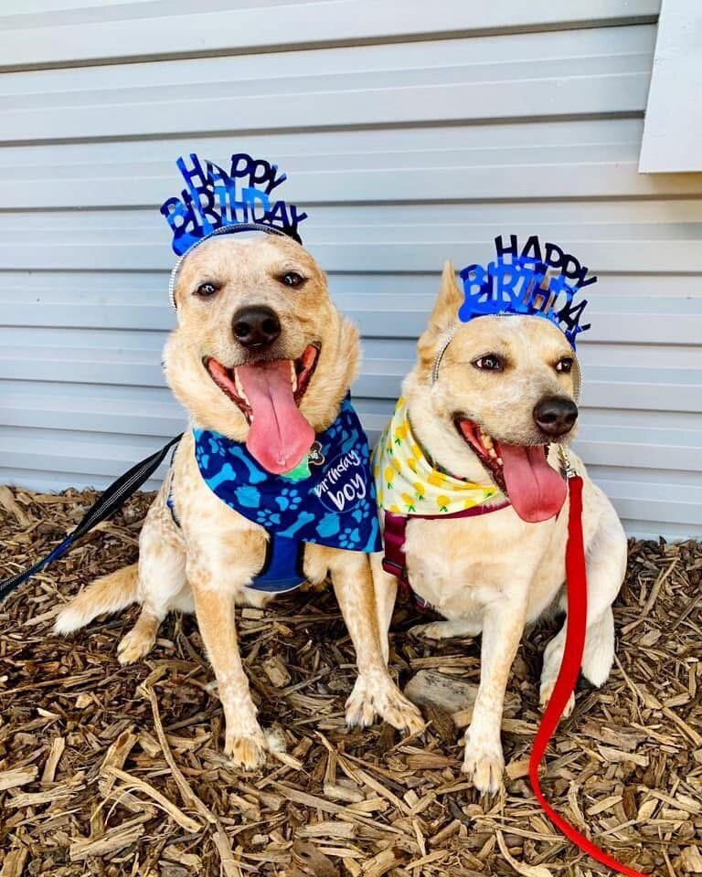 happy dogs with dog sitting and boarding business in fort worth texas