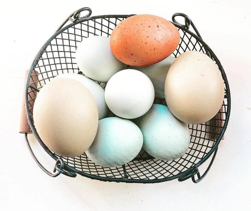 egg