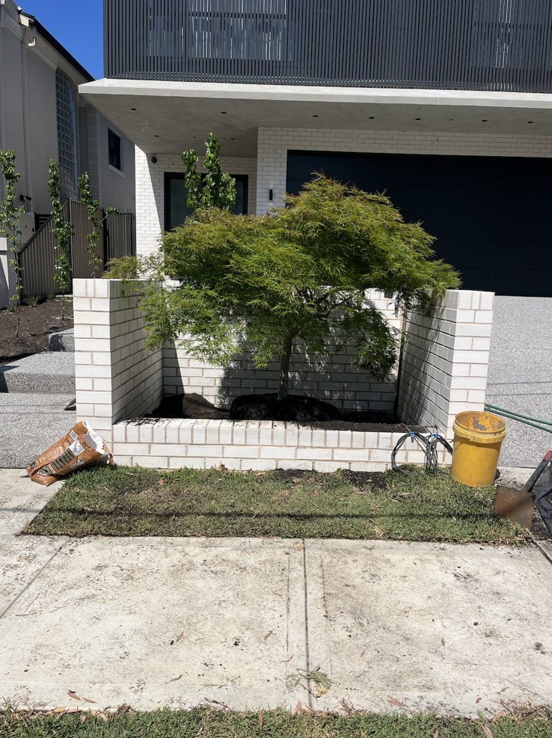 Go Green Nurseries Chinese tallow tree