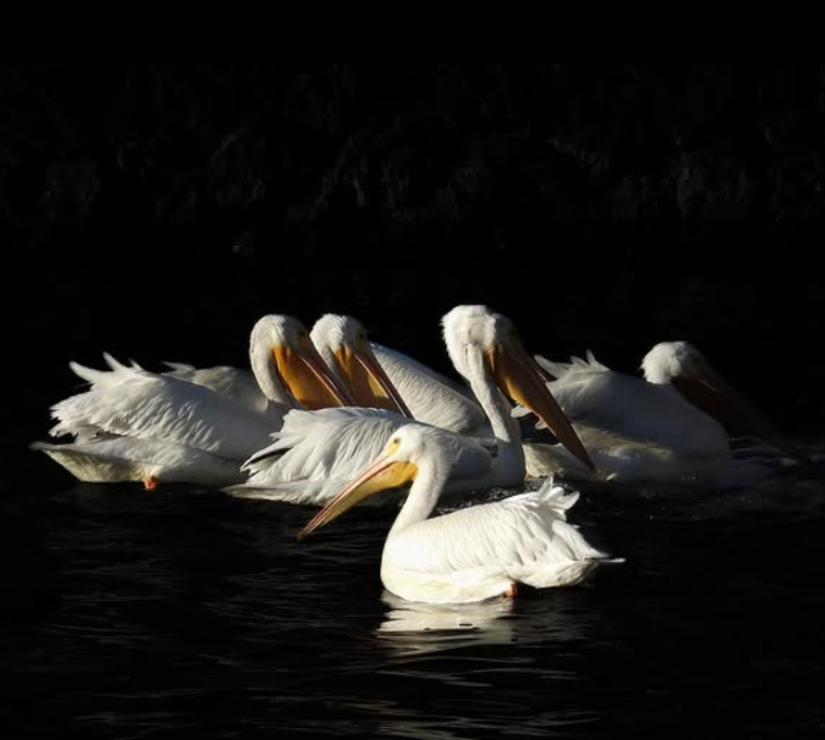 white pelican