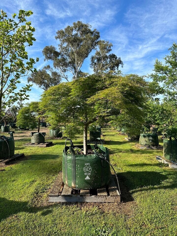 ACER PALMATUM DISSECTUM - RED WEEPING MAPLES MATURE TREE SYDNEY