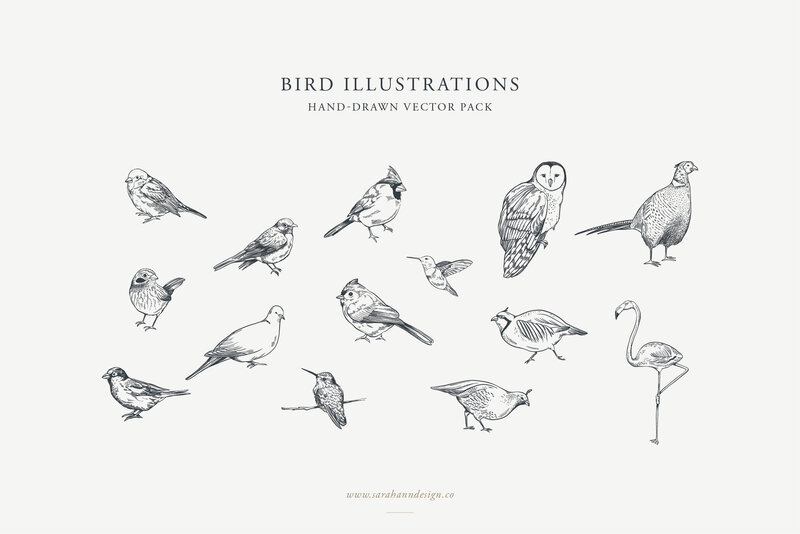 Bird_Illustrations_-_Hand-Drawn_Vectors_-_Sarah_Ann_Design