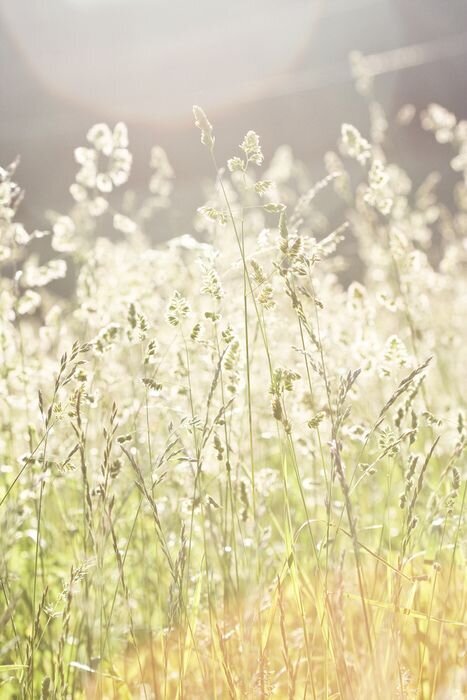 grass