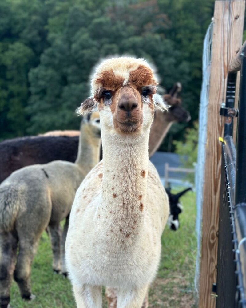 ralph alpaca