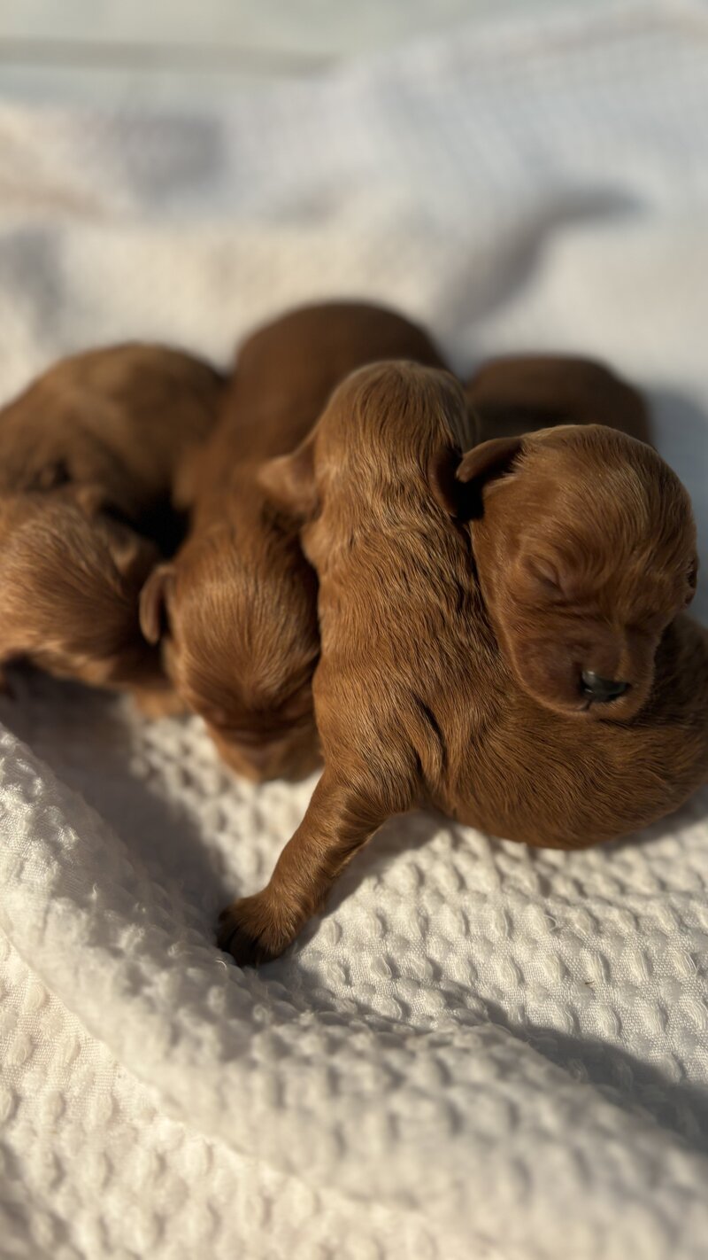 new born dark red mini and petite goldendoodle puppies
