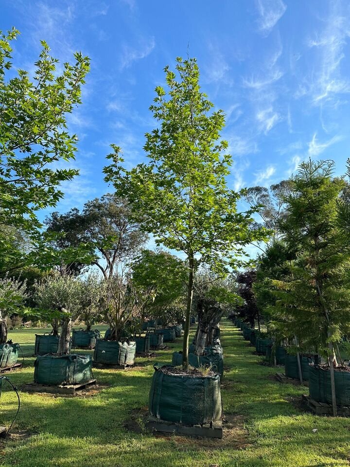 The London Plane is a majestic deciduous  tree known for its resilience and striking appearance, making it an ideal choice for urban and suburban landscapes. Its distinctive bark peels away in patches to reveal a creamy white interior, creating a beautiful mottled effect. The large, lobed leaves turn a crisp golden color in autumn, offering seasonal interest and shade.