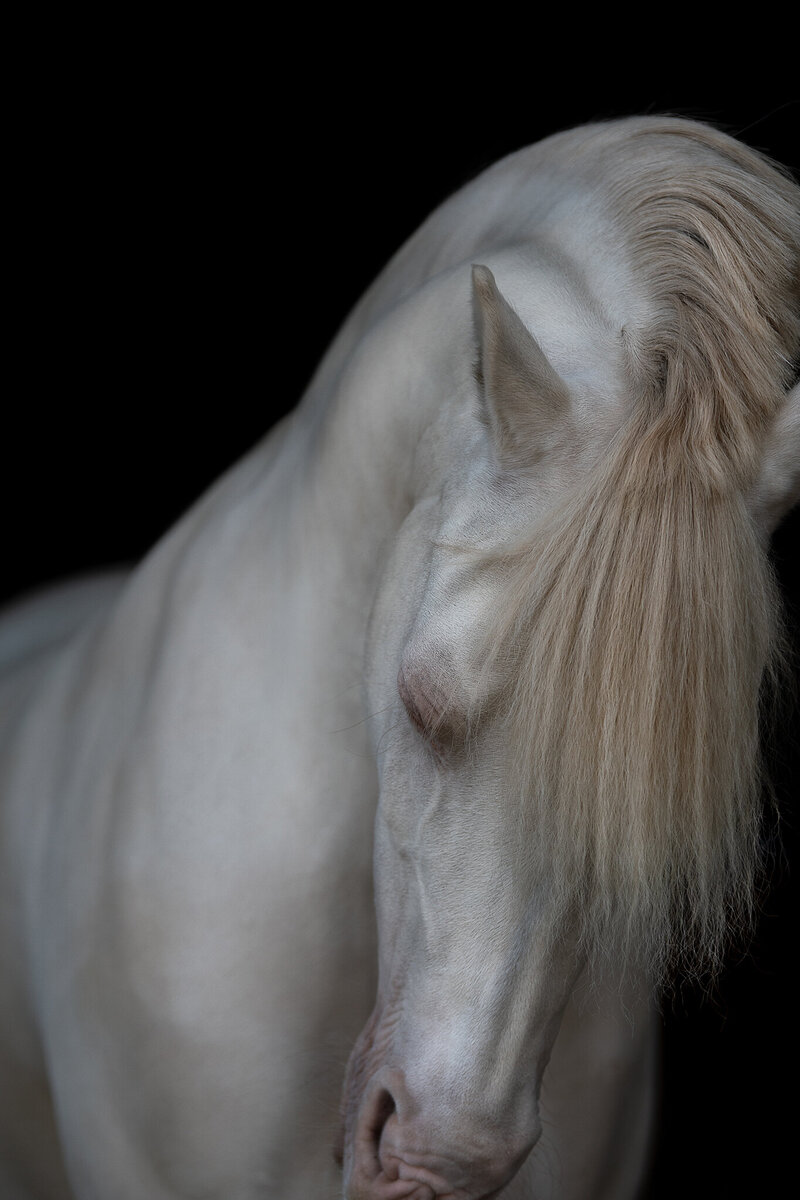 Fine-Art fotografie met paard