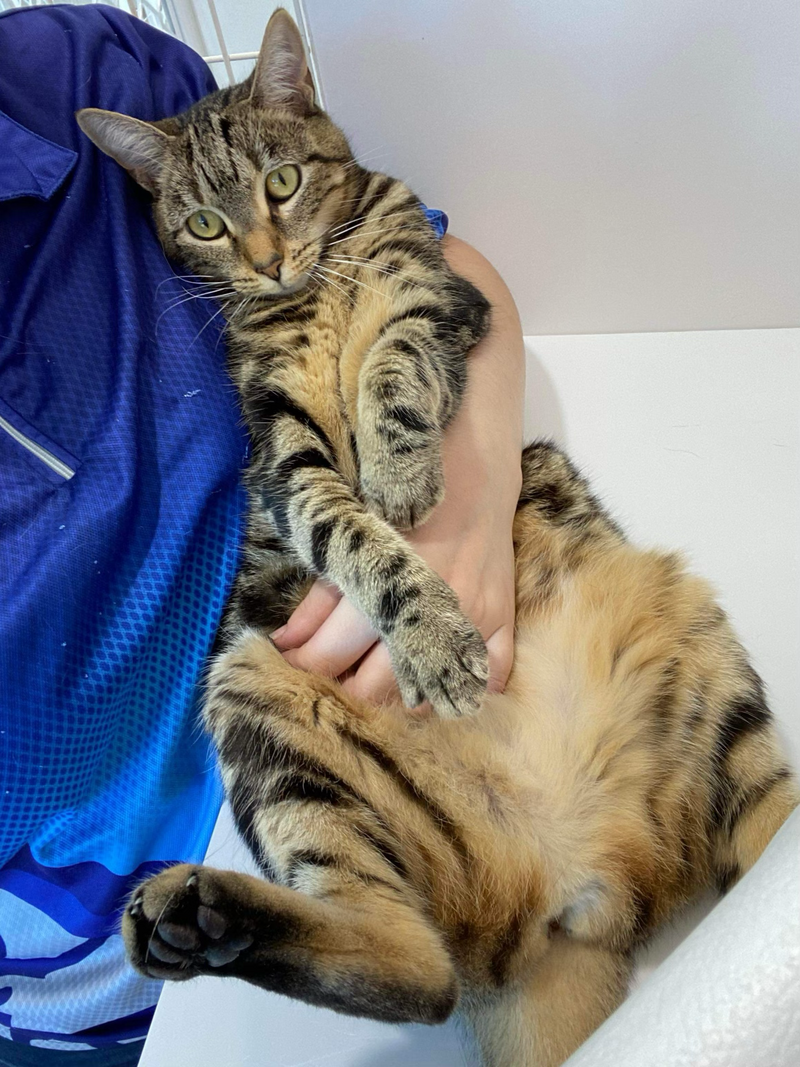 Paradise Pet Retreat Cattery