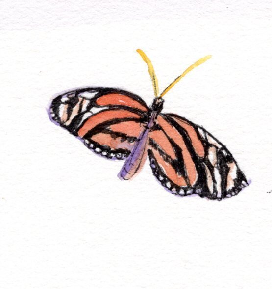 kd gregory fine art - butterfly study 4