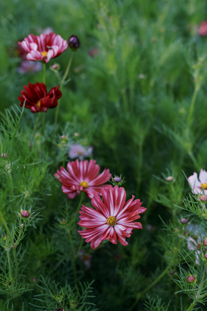 heidilau-field-notes-flowers-027