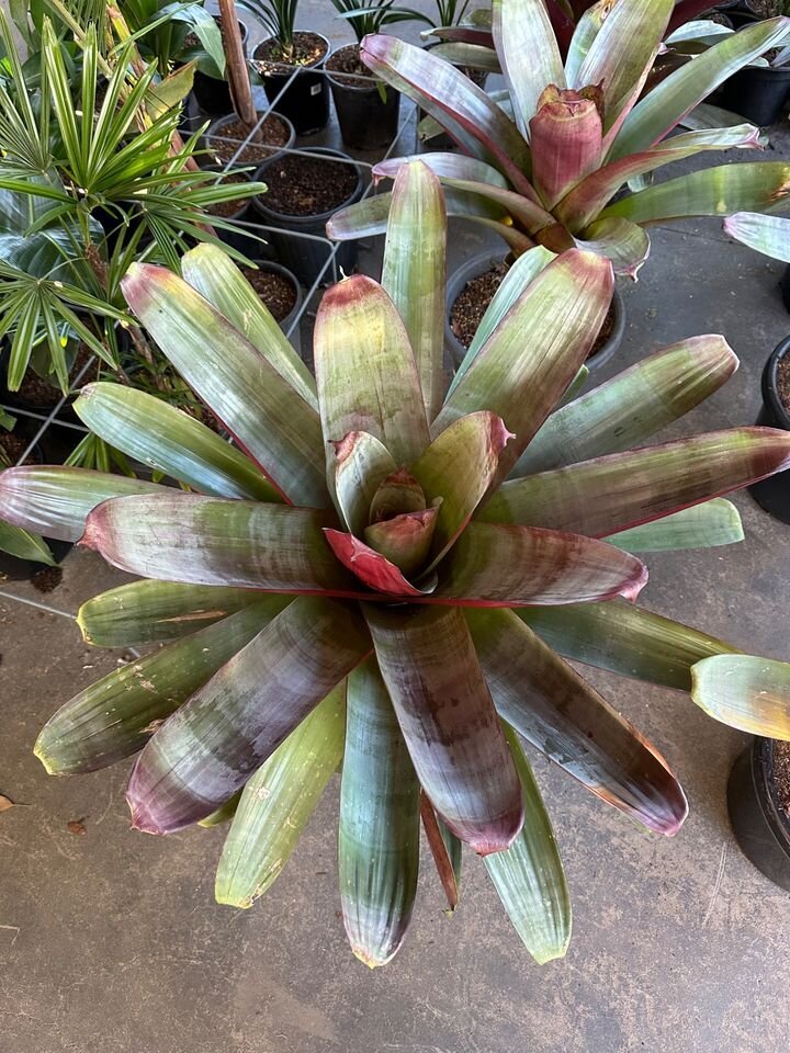 Alcantarea imperialis - Imperial Bromeliad - Silver Plum - Go Green Nurseries - Exotic Plants and Trees Sydney