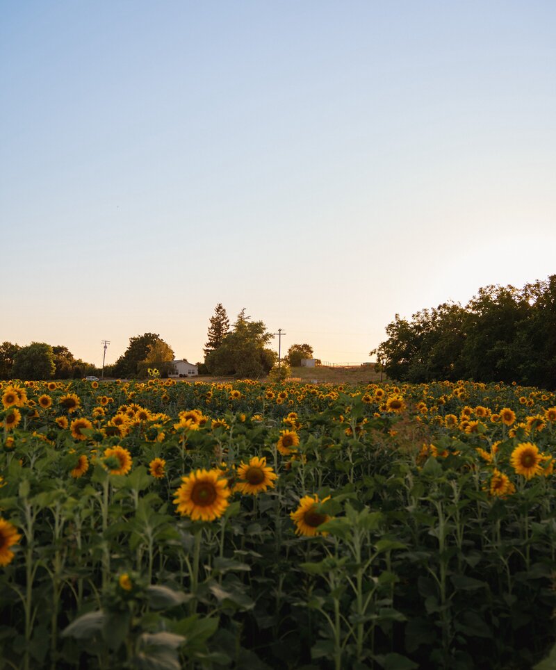 Field of sunflowers