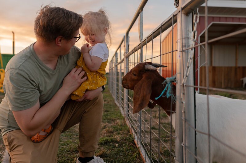 father squats and holds toddler daughter next to fence where goat is sticking head out during sunset at sunflower farm