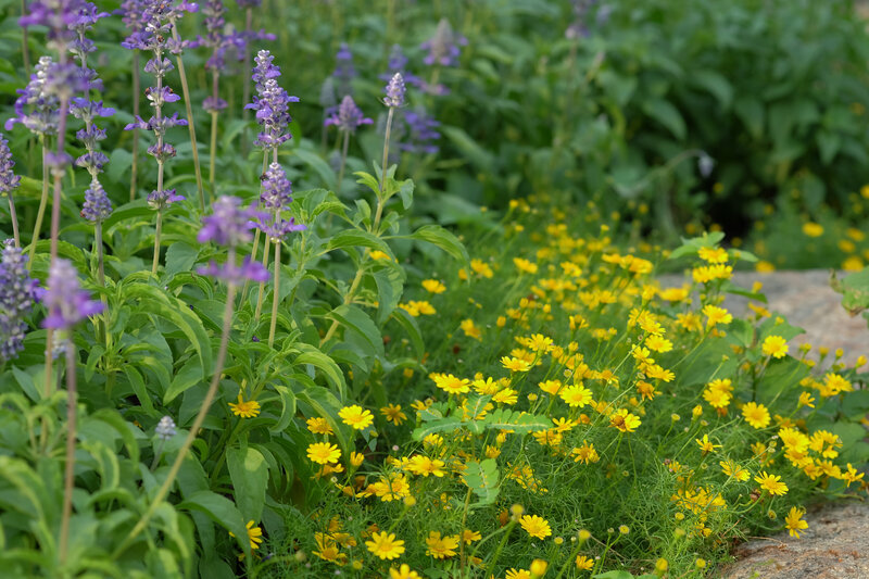 Bright yellow flowers foregrounding a vibrant garden scene with purple flowers in the background, creating a lively contrast of colors.