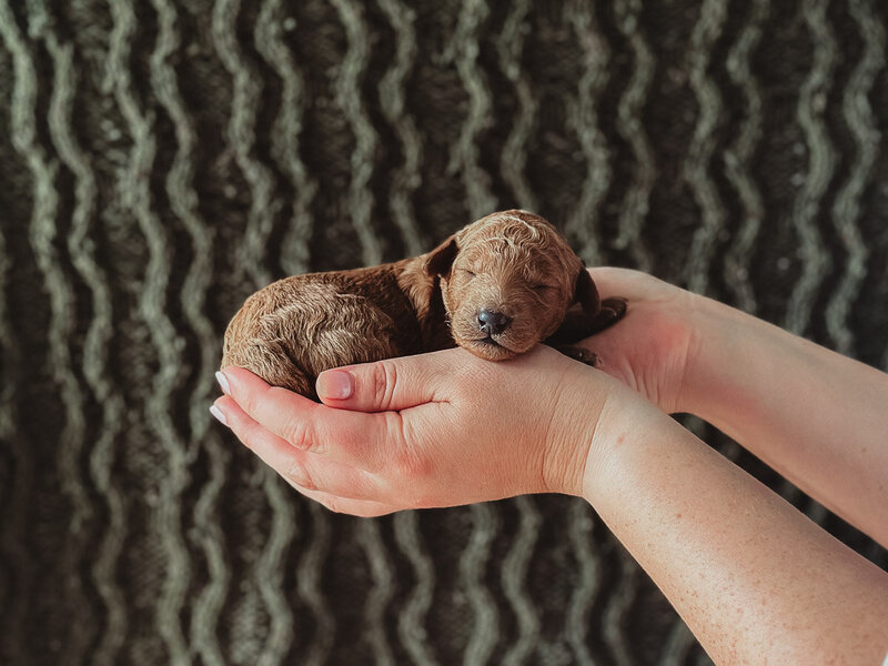 Turqois Collar Male Puppy being held