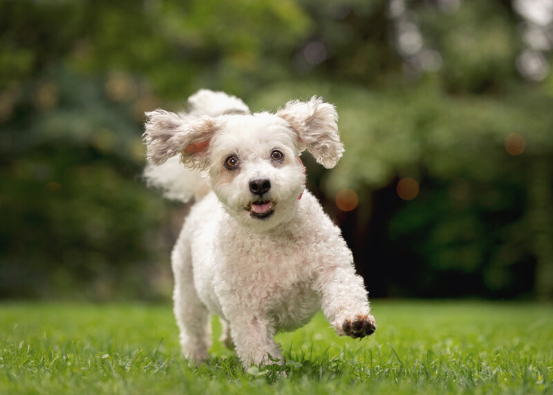 Dog running in grass