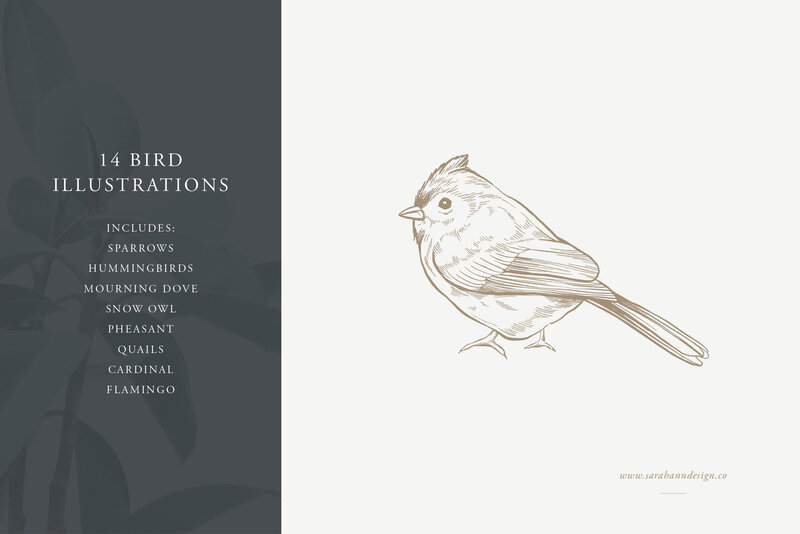Bird_Illustrations_-_Hand-Drawn_Vectors_-_Sarah_Ann_Design2