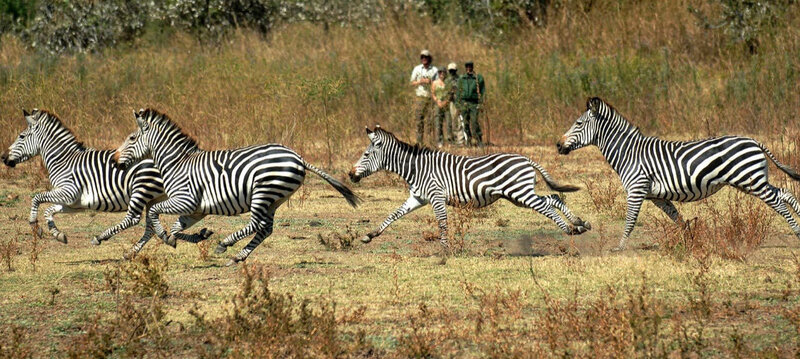 Zebra