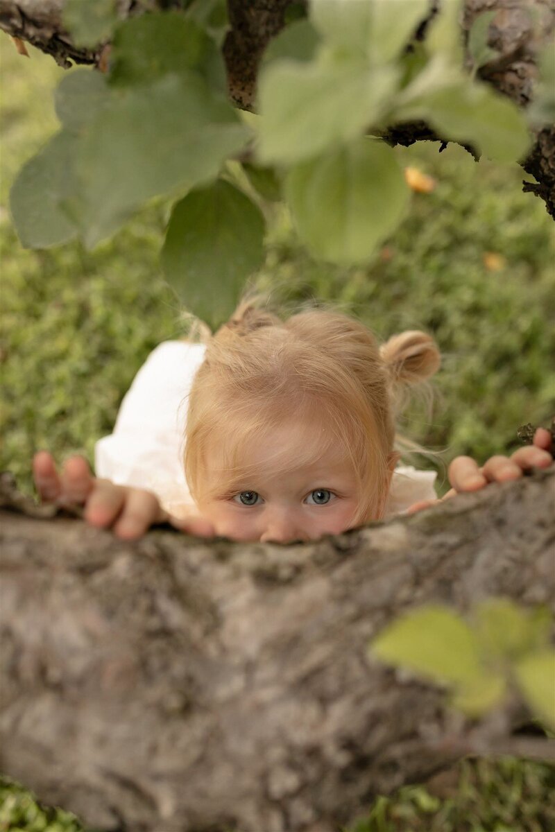 toddler girl looks up to camera behind branch of apple tree at alber orchard in manchester michigan