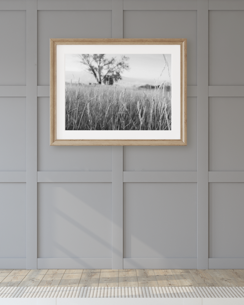 Golden Grass2