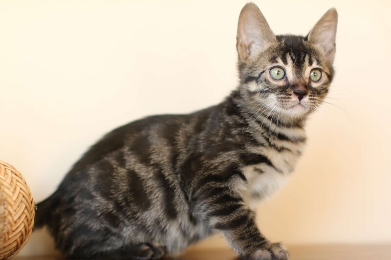 Diva x Bronco_Charcoal Girl_2