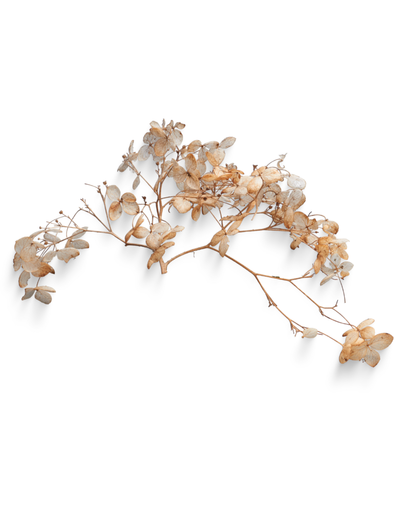 dried flowers