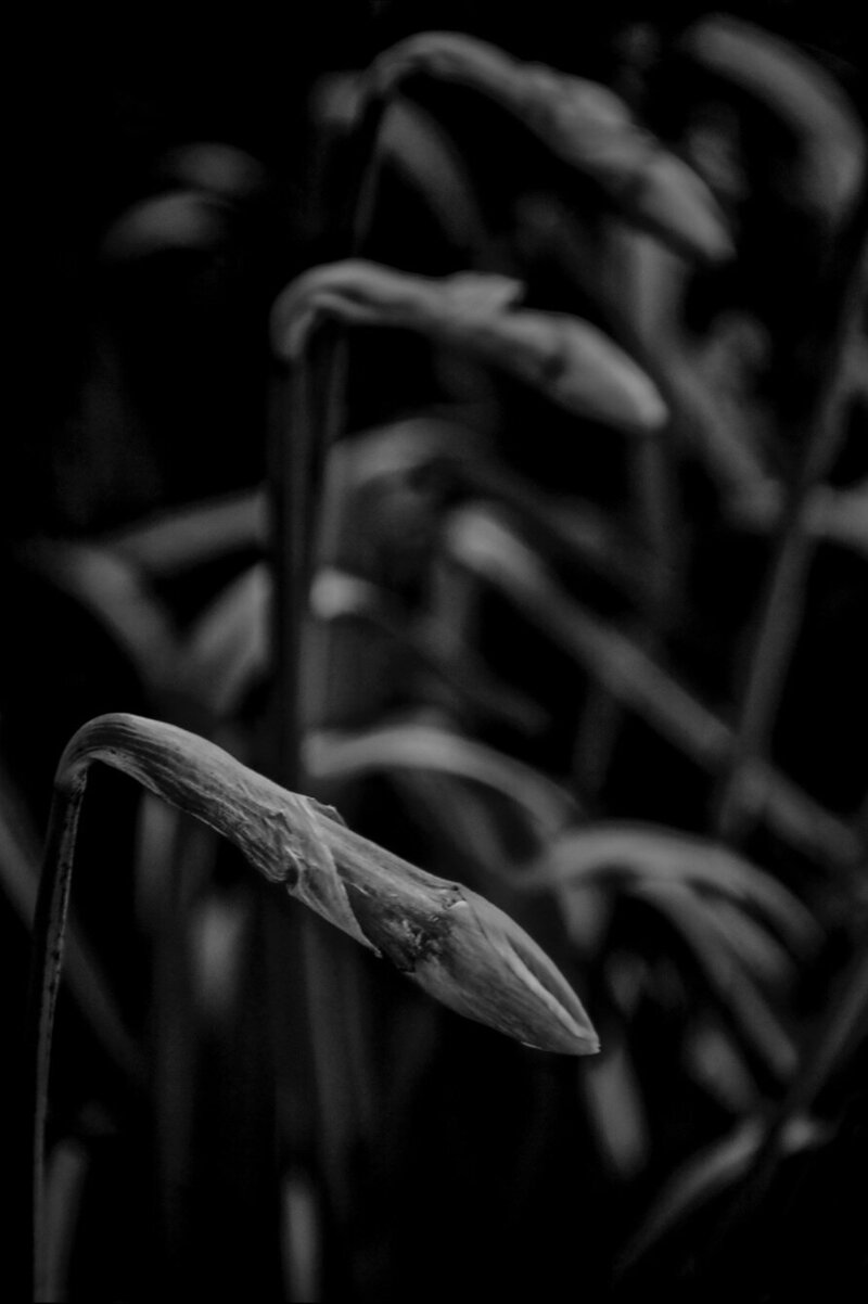 Limited Edition Fine Art Botanical Photography Aluminum Print Black and White Closeup of flowers still in bud title Clarion