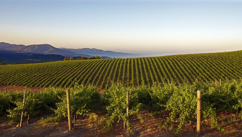 3_Caymus_Header_Caymus_Vineyards_1900x1080