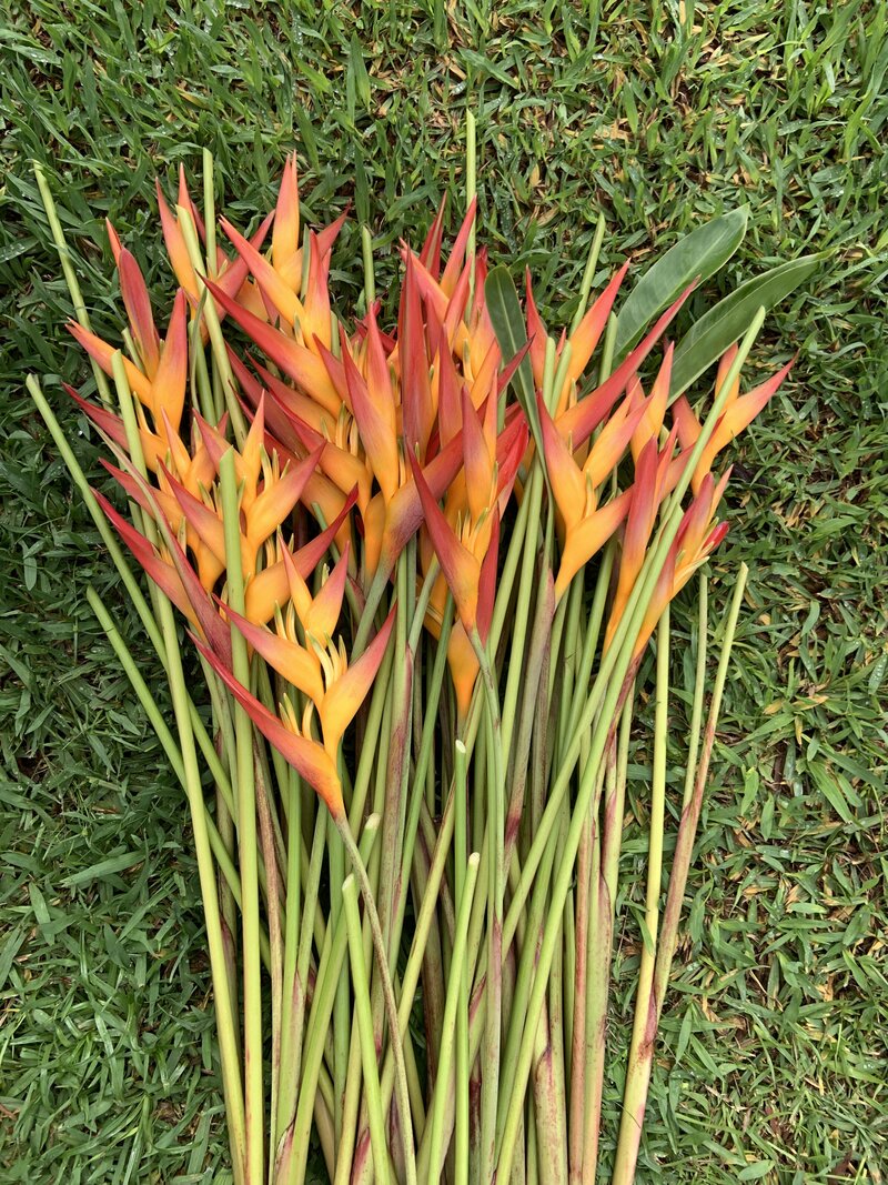 Tropic fleur flower harvest