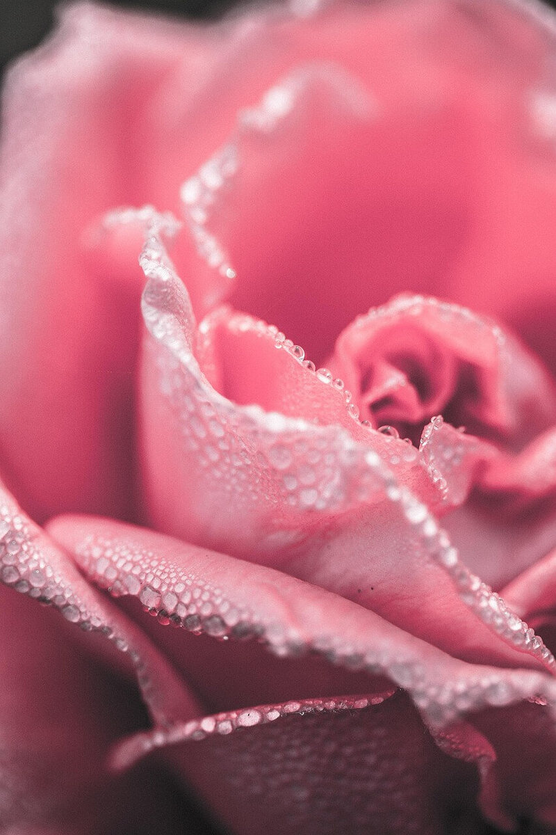 Close-up of a pink rose in bloom