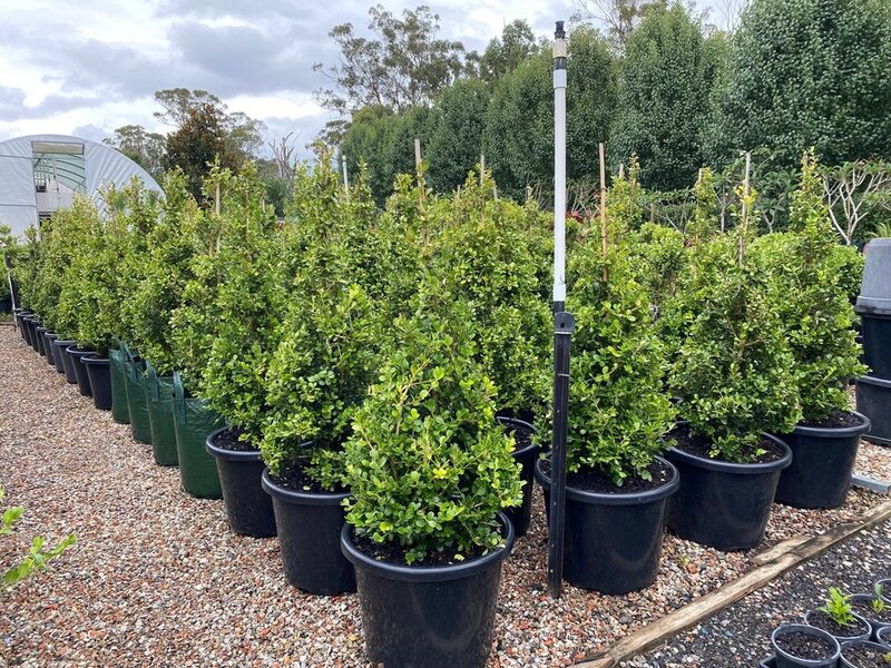 Japanese Topiary Buxus Pyramid | Buxus Sempervirens Sydney