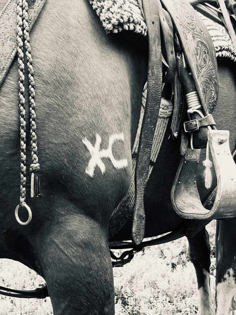 horse with X-C silver spur brand