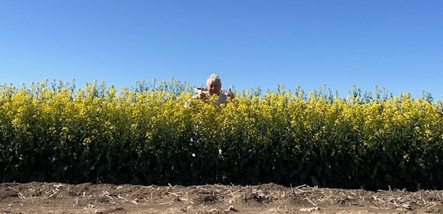 Joe Riordan of Bee Sure Assessing Honey Bees
