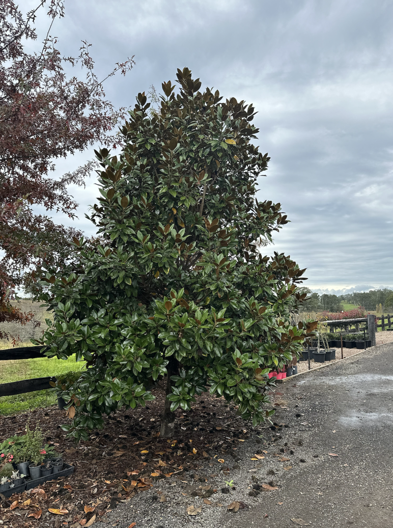 Exground Magnolia Grandiflora - Mature Trees Sydney - Go Green Nurseries